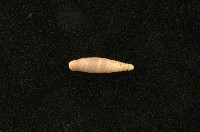 藏品(似謝氏煙管蝸牛)的圖片